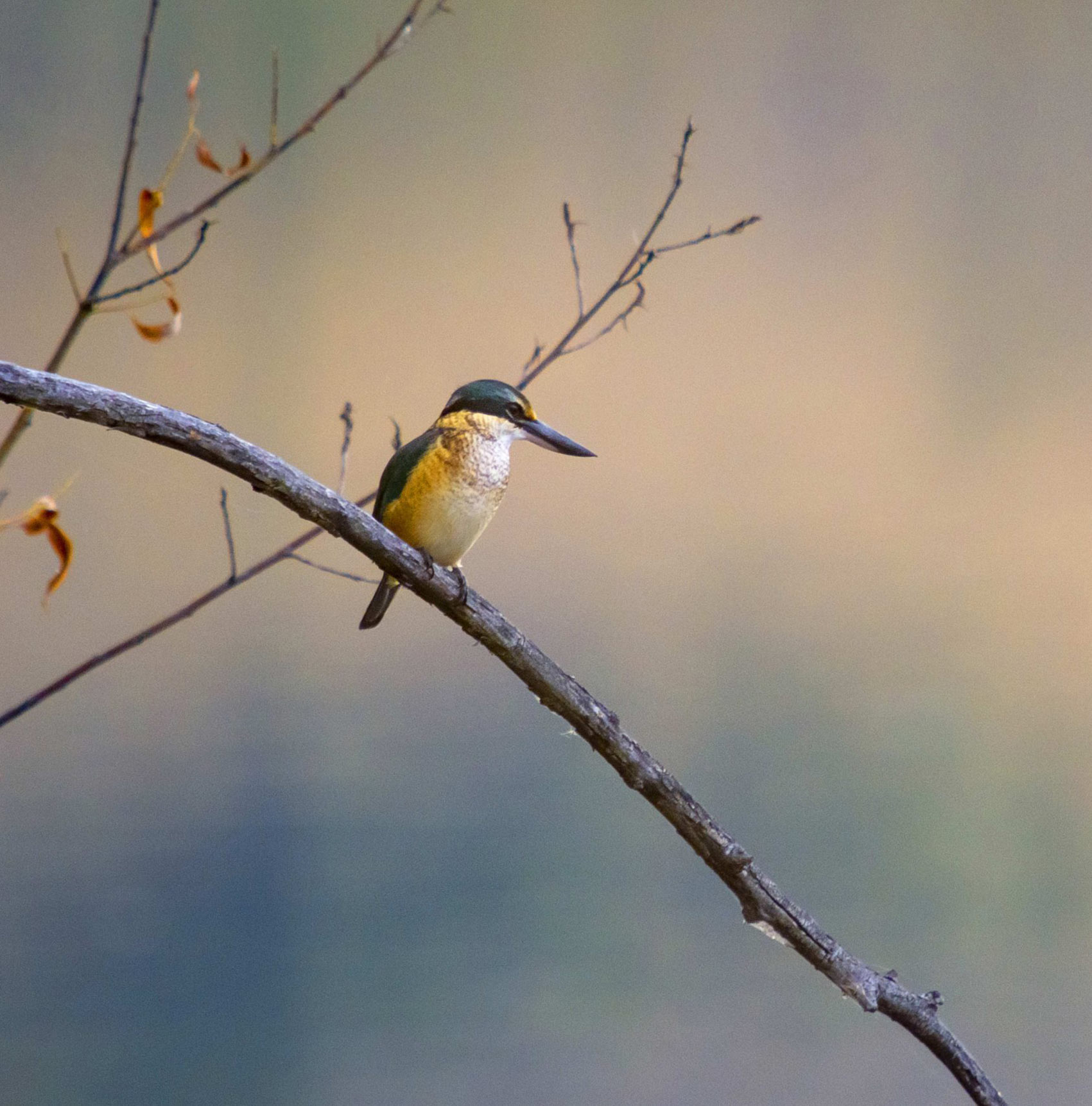 Awake with the Birds