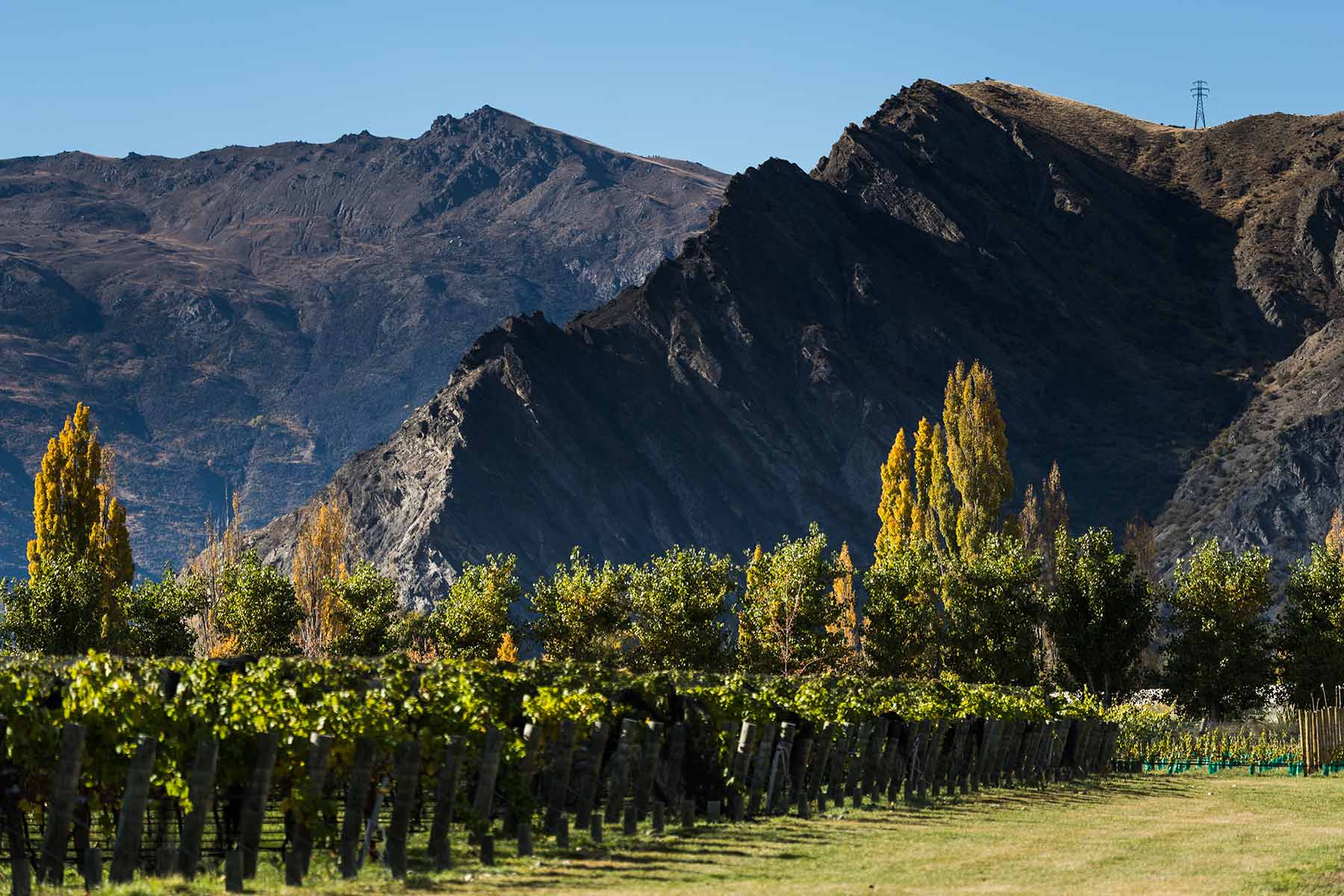 Pedaling Pinot